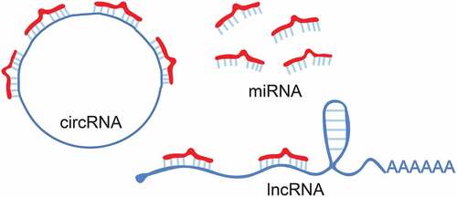Figure 1. The structure of miRNAs, lncRNAs and circRNAs