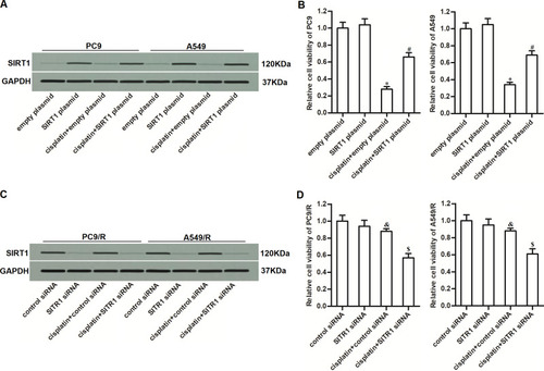 Figure 4 Overexpression of SIRT1 was responsible for the cisplatin resistance of PC9/R and A549/R. (A) Transfection efficiency of SIRT1 plasmid in PC9 and A549 was evaluated by Western blot assay. (B) SIRT1 plasmid decreased the cytotoxicity of cisplatin (10 μM) against PC9 and A549. (C) Transfection efficiency of SIRT1 siRNA in PC9/R and A549/R was evaluated by Western blot assay. (D) SIRT1 siRNA increased the cytotoxicity of cisplatin (10 μM) against PC9/R and A549/R. *P<0.05 vs empty plasmid group. #P<0.05 vs cisplatin+empty plasmid group. &P<0.05 vs control siRNA group. $P<0.05 vs cisplatin+control siRNA group.