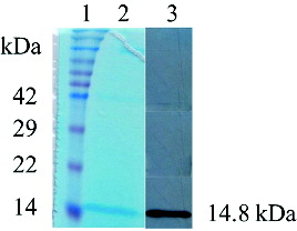 Figure 3. SDS-PAGE and western blot analysis of the recombinant murine REG3α final product.