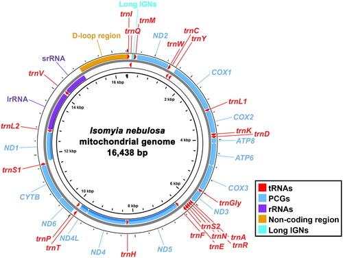 Figure 2. Graphical map of the complete mitochondrial genome (mitogenome) of I. nebulosa assembled in this study. Arrows indicate the directions of transcription.