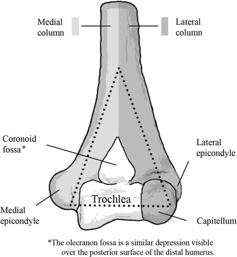 Figure 1. Anatomy of the distal humerus. The anterior view is shown.