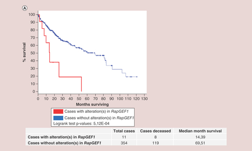 Figure 5. Survival of patients with alterations in RapGEF1 gene as compared with patients with no alterations.Kaplan–Meier survival curves for both patients without alterations in RapGEF1 (blue curve, 354cases) and with alteration(s) in RapGEF1 (red curve, 11cases), expressed as the percentage of alive patients along the time (expressed in months). These data and the graphic (with modifications) were extracted from cBioportal platform using TCGA database.