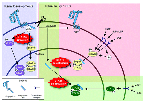 Figure 1. Model of the regulation of STAT signaling by PC1. During renal development, membrane-anchored, full-length PC1 may cause direct activation of STAT1 and STAT3 via JAK2 that is associated with its C-terminal cytoplasmic tail. Direct STAT1/3 activation by PC1 would be an intrinsic pathway that is independent of growth factors. It is currently unknown how the direct activation of STAT1/3 by full-length PC1 is regulated. It is possible that an—as yet unidentified—extracellular ligand may trigger STAT1/3 activation, or that the extracellular domain of PC1 engages in homotypic interactions. It is also possible that fluid flow may regulate this activity. During renal injury and in PKD, PC1 appears to undergo proteolytic cleavage that releases its cytoplasmic tail into the cytoplasm. This turns “off” the ability of the remaining membrane-anchored portion of PC1 to activate STAT1/3. However, the soluble PC1 tail can now translocate to the nucleus and co-activate STAT3 that has been activated by prior growth factor signaling. In addition to STAT3, the cleaved PC1 tail can also co-activate STAT6 (bottom) and STAT1 (not shown here). Therefore, the cleaved PC1 tail would have the ability to amplify different signaling pathways that lead to different cellular responses depending on the growth factor and cytokine environment.