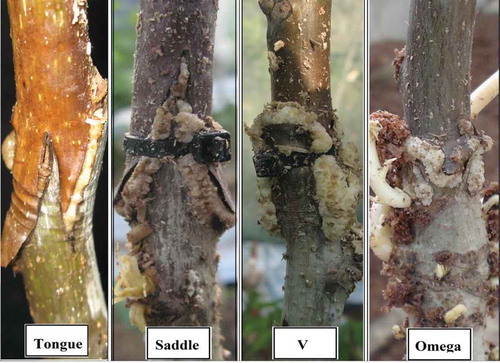 Figure 3. Callus quality in different methods of walnut grafting.