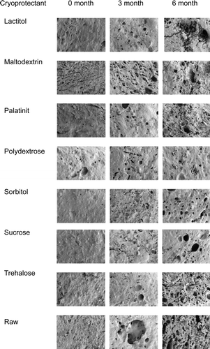 Figure 5. SEM images of threadfin bream surimi with different cryoprotectants during six months of frozen storage (magnification 50×). Figura 5. Imágenes SEM de surimi de besugo con diferentes crioprotectores durante seis meses de almacenamiento por congelación (magnificación 50×).