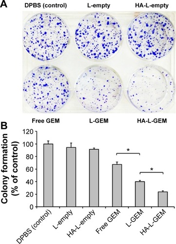 Figure 4 Inhibitory effect of GEM formulations on BCSC colony formation.Notes: The colonies formed in BCSCs-seeded six-well plate after treatment of various GEM formulations for 14 days were stained with crystal violet (0.5% w/v) and observed by a bright-field microscope (A) and quantified (B). Data shown represent the mean ± SD of three experiments (*P<0.05).Abbreviations: BCSCs, breast cancer stem cells; GEM, gemcitabine; DPBS, Dulbecco’s phosphate buffered saline; HA-L, hyaluronan-liposomal; SD, standard deviation; L-GEM, liposomal GEM; HA-L-GEM, HA-conjugated liposomal GEM; L-empty, liposomes without drug; HA-L-empty, HA-conjugated liposomes without drug; free GEM, GEM in solution.