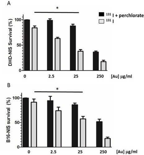 Figure 4 Radiosensitizing potential of PMAA-AuNPs to 131I on B16-NIS and DHD-NIS cells. Clonogenic assays were performed on DHD-NIS (A) or B16-NIS (B) cells treated for 2 hrs with PMAA-AuNPs nanoparticles at the indicated concentrations, before being washed and exposed to 131I alone (grey bars) (0.1 MBq for DHD-NIS cells, 0.2 MBq for B16-NIS cells) or to 131I in association with sodium perchlorate (black bars). The data presented are the mean±SEM of triplicates and are representative of three independent experiments. *p<0.05.