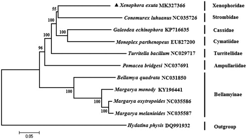 Figure 1. The neighbour-joining phylogenetic tree for Onustus exutus and other species based on 13 protein-coding genes.