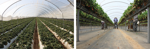 Figure 7. High plastic tunnels is a production system used in a limited number of acres to protect the fruit from rain and direct sunlight (left). Tabletop production (right) utilizes soilless growing medium in raised troughs for upright posture during harvest and elimination of soilborne pathogens.