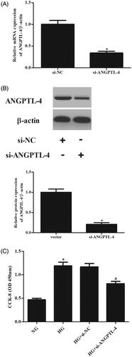 Figure 2. Knockdown of ANGPTL-4 inhibits HG-induced cell proliferation in MCs. HBZY-1 cells were transfected with si-ANGPTL-4 or si-NC, followed by incubation with 5 or 40 mM glucose for 48 h. (A and B) qRT-PCR and Western blot analysis were performed to detect the expression of ANGPTL-4. (C) CCK-8 assay was carried out to measure cell proliferation. *p < .05 compared with NG group; #p < .05 compared with HG + si-NC group.