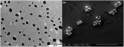 Figure 5. TEM and FeSEM images for P3 with magnification of 88,000× and 100,000×, respectively.