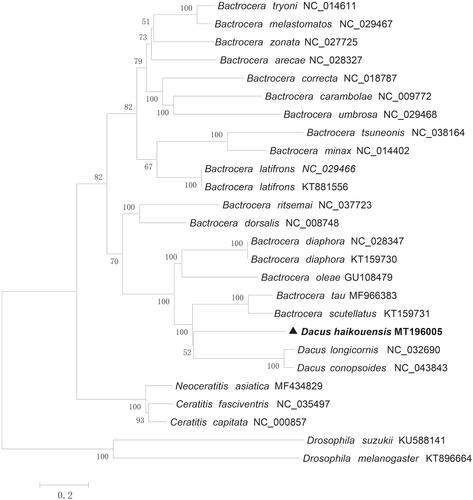 Figure 1. Neighbor-joining (NJ) phylogenetic tree of Dacus haikouensis basing on concatenated nucleotides of 13 PCGs and two rRNAs by MEGA 6.0.