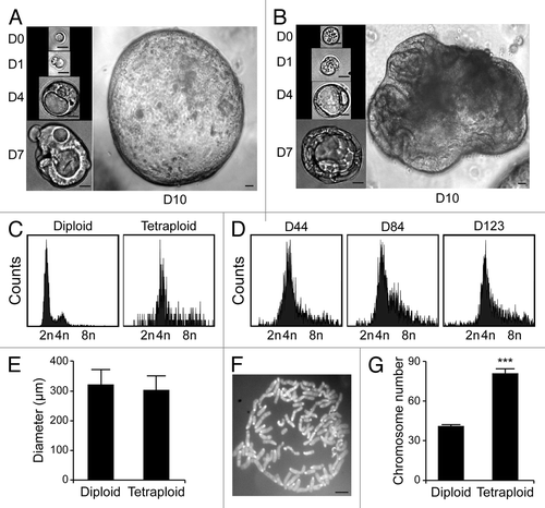 Figure 3. Tetraploid Tp53−/− colon organoids are viable and genetically stable. (A and B) Growth of organoids originating from a freshly sorted (D0) diploid (A) or tetraploid (B) Tp53−/− cell (scale bar = 20 μm). (C) DNA content of cells obtained from diploid or tetraploid Tp53−/− clonal colon organoids 18 d after sorting. (D) DNA content of cells from a tetraploid Tp53−/− clonal colon organoid at the indicated time point after cloning. (E) Mean diameter of diploid or tetraploid Tp53−/− colon organoids 10 d after sorting (mean ± SEM, n = 15). (F) Representative chromosomal spread of a tetraploid cell (number of chromosomes = 86, scale bar = 5 μm). (G) Number of chromosomes per cell in diploid and tetraploid Tp53−/− colon organoids (means ± SEM, n = 15, ***p < 0.001).