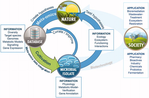 Figure 1. A model depicting the positive feedback loop between multi-omics data generation and isolation of as yet uncultured microorganisms. The rise of multi-omics tools has led to a better understanding of microbial life in nature, the resource for novel biotechnological applications needed by our society. The tedious cultivation of microorganisms often represents the first milestone in novel biotechnological process development and facilitates testing of ecological hypotheses. Multi-omics information, curated by physiological characterization of already available microbial isolates, represents a huge pool of knowledge about the yet-uncultured microbial world. Hence, integrating multi-omics data directed at culturing novel environmental bacteria (dashed arrow) brings multi-omics data into context and has the potential to boost biotechnological innovation for the benefit of society and nature conservation.