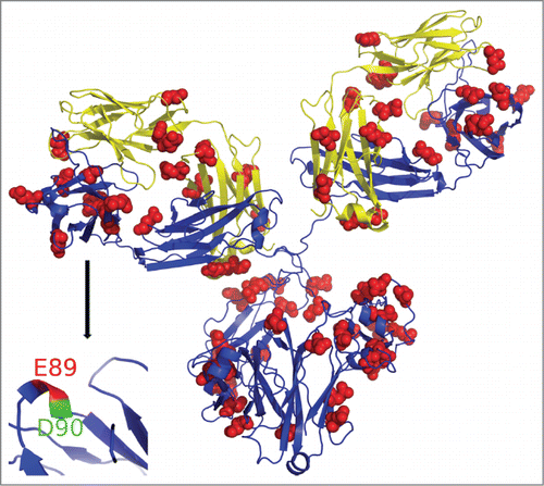 Figure 4. Homology model of mAb structure. GEE labeled residues marked in red spheres. Inset: HC region representing peptide 88-98, where E89 is highly solvent accessible (shown in red) and is modified, while D90 (blue) has limited solvent accessibility and was not detected as labeled.