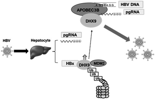 Figure 7. A model of the mechanism by which DHX9 attenuates the restriction of HBV replication by A3B. HBV infection induces upregulation of DHX9 by inhibiting its proteasome-dependent degradation mediated by MDM2, as demonstrated previously [Citation20], then the upregulated DHX9 interacts with A3B and attenuates the binding of A3B with HBV pgRNA. As a consequence, DHX9 suppresses the anti-HBV function of A3B to promote viral replication.