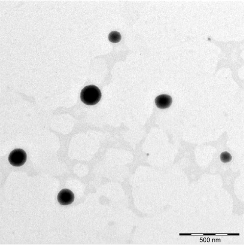 Figure 5 TEM micrograph of niosomes (N3) at a magnification of 800×.Abbreviation: TEM, transmission electron microscope.