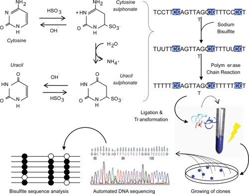 Figure 2 Process of bisulfite DNA sequencing. Genomic DNA is treated with sodium bisulfite which deals structural and irreversible changes to a cytosine through denaturation, deamination and desulphonation processes. Taking advantage of these changes, the DNA is PCR-amplified and ligated to plasmid vectors for transformation into Escherichia coli. White colonies are hand picked and plasmid DNA extracted for automated DNA sequencing. Closed circles represent methylated CpGs and open represent unmethylated CpGs.