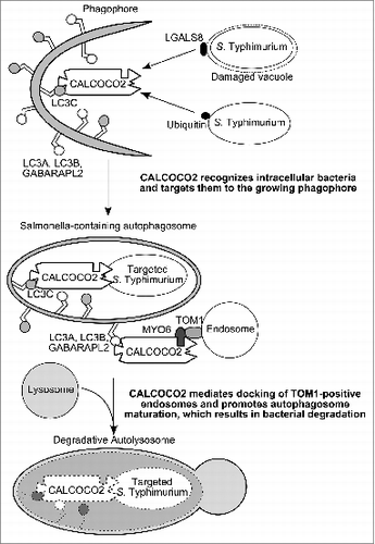 Figure 1. Schematic model for the dual role of CALCOCO2 in xenophagy. CALCOCO2 targets bacteria to the phagophore through its LC3C binding site (CLIR motif), and, independently, regulates autophagosome maturation through its LC3A, LC3B, or GABARAPL2 binding site (LIR-like motif) and its MYO6 interacting region.