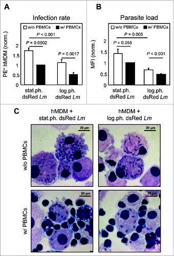 Figure 4. Proliferation leads to a reduced parasite survival. (A and B) hMDM were infected with log.ph. or stat.ph. transgenic dsRed expressing Lm (MOI = 10). After 24 h hMDM were washed following coculturing with (w/, black bars) or without (w/o, white bars) autologous CFSE labeled PBMCs (ratio 1:5). After 6 d, infection rates of hMDM were analyzed by flow cytometry, as dsRed (PE+) positive hMDM (A). The mean fluorescence intensity (MFI) of Lm dsRed infected (PE+) hMDM were analyzed to determine the parasite load (B). Data were normalized (n = 9 to 13). (C) Representative DiffQuick© pictures of hMDM infected with log.ph. or stat.ph. Lm in the presence or absence of autologous PBMCs, are depicted. Data, presented as mean ± SEM, are of 6 independent experiments.