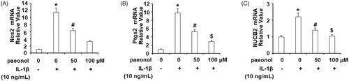 Figure 2. Paeonol reduces inflammatory mediators in chondrogenic cell line ATDC5 cells. ATDC5 cells were incubated with 10 ng/mL IL-1β with or without paeonol (50, 100 μM) for 24 h. (A) mRNA of NOX2 synthase; (B) mRNA of PTGS2; (C) mRNA of NUCB2/nesfatin-1 (*, #, $, P < .01 vs. previous control group).