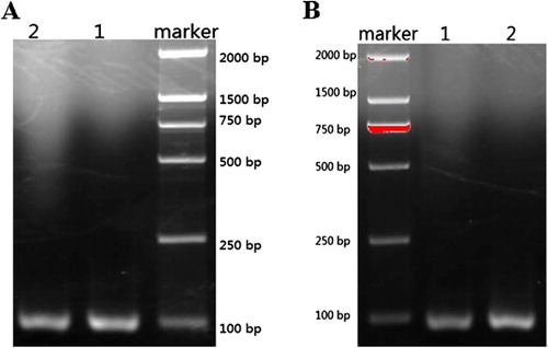 Figure 3. (A) PCR amplification of ITS gene electrophoresis of two standard strains’ DNA; (B) Electrophoresis of IpaH gene of the two standard bacteria strains after being amplified by PCR method.