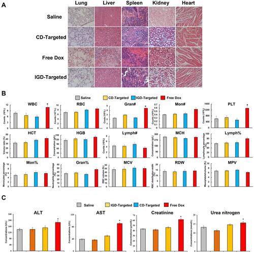 Figure 7 Potential reduced side effects of IGD-Targeted in vivo. (A) Histochemistry of mice organs. After initial treatment, mice were euthanized and the heart, liver, kidney, spleen, and lung tissues were observed by H&E staining. (B) Blood routine examination of mice peripheral blood (The difference compared with saline group was labeled with *, *p < 0.05,). (C) Serology assessment. Each bar represents means with SD of six replicates (The difference compared with saline group was labeled with *, *p < 0.05).