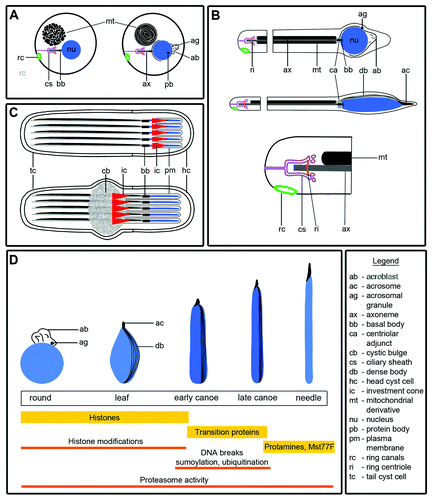 Figure 1. Diagrams illustrating stages of spermiogenesis (A-C) as well as nuclear shaping and chromatin condensation (D) in Drosophila. (A) In early round spermatids, mitochondria aggregate and fuse together to form the nebenkern, positioned near the haploid nucleus. The nebenkern consists of two mitochondrial derivatives wrapped around each other in a manner resembling an onion. The basal body, with a short axoneme surrounded by the ciliary sheath, embeds in the nuclear envelope. On the side of the nucleus opposite the basal body, Golgi bodies aggregate to form an acroblast and an acrosomal granule, from which will derive the acrosome. A dark, dense structure named the protein body forms in the nucleus, which is devoid of a nucleolus. Spermatids remain connected to each other via ring canals throughout most of spermiogenesis. (B) Each elongating spermatid contains an axoneme and two mitochondrial derivatives. Axoneme elongation occurs at the growing end, in the region ensheathed by the ciliary membrane. A ring of pericentriolar material called the centriolar adjunct forms around the basal body. Some of the proteins associated with the basal body, such as Unc, also localize to the ring centriole, a structure found at the edge of the ciliary cap that may be equivalent to a transition zone at the base of the cilium. Perinuclear microtubules organize at one side of the nucleus, forming the dense body. When the flagellar axoneme is about half its final length, the nucleus and the acrosome also start to elongate. (C) Each group of 64 spermatids is surrounded by two somatic cyst cells: a head cyst cell and a tail cyst cell. Elongated spermatid cysts are polarized, with all of the nuclei positioned in the head cyst cell, and the tails growing in the opposite direction. Fully elongated spermatids undergo individualization, a process in which F-actin containing investment cones form around the nuclei and then migrate in synchrony along the spermatids, stripping them of excess cytoplasm and unneeded organelles, and investing them with their own plasma membranes. As the cones move from head to tail, a cystic bulge forms around and in front of the cones. The excess cellular material is deposited in a waste bag at the end of the cyst. (D) As the nuclei elongate, they go through leaf, early canoe, late canoe and needle-shaped stages. The dense bodies and the acrosomes elongate together with the nuclei. Inside the nucleus, the chromatin is reorganized, and histones are replaced by transition proteins (Tpl) and then by protamines and Mst77F. During this histone to protamine transition, histones undergo various modifications (acetylation, ubiquitination), other proteins become sumoylated, transient breaks occur in the DNA strands and proteasome activity is high.