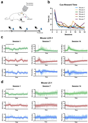 Figure 2. Neuronal population activity of L2/3 and L5 regions of primary motor cortex M1 in lever-press task learning. a. Lever-press task schematic. b. Mean duration between cue and reward, averaged across all rewarded trials from each session. c, d. Scores of the first three principal components (PCs) of neuronal population activity across sessions in L2/3 (Mouse L2/3-1) and L5 (Mouse L5-1) regions, respectively. Dark lines show the average values among trials. The neuronal population activities were extracted from a 98-frame window of every rewarded trial. The window was anchored by the movement onset time, which was set to be the 15th frame in this window. The green dot marks the starting time point.
