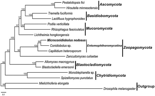 Figure 1. Phylogenetic tree constructed by maximum likelihood analyses based on 14 translated mitochondrial proteins. They included oxidase subunits (Cox1, 2, and 3), the apocytochrome b (Cob), ATP synthase subunits (Atp6, Atp8, and Atp9), NADH dehydrogenase subunits (Nad1, 2, 3, 4, 5, 6, and Nad4L). The 14 fungal mitogenomes were used in this phylogenetic analysis. Drosophila melanogaster and Mielichhoferia elongata were served as outgroups. Maximum likelihood bootstrap values (500 replicates) of each clade are indicated along branches. Scale bar indicates substitutions per site.