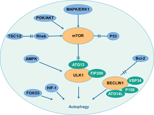 Figure 1 Autophagy is mediated by multiple signaling pathways that creating an interaction network system. Several signal molecules (PI3K/AKT pathway, MAPK pathway, TSC1/2 and the p53 tumour suppressor) regulate the mTOR pathway and then regulate autophagy by interacting with the uncoordinated 51-like kinase-1 (ULK1) complex. Autophagy also responds to intracellular energy. The 5′-adenosine monophosphate (AMP)-activated protein kinase (AMPK) which is upregulated by increasing AMP levels inactivates mTORC1 and activates ULK1. Autophagy is also regulated by the Beclin1 complex. Bcl-2, a key regulator of apoptosis, which binds and interacts with beclin1 to inhibits the occurrence of autophagy. Hypoxia-inducible factor (HIF) and FOXO transcription factor also participate in the regulation of autophagy.