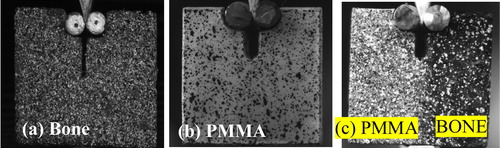 Figure 1. Top: Speckle pattern on WST specimen for (a) cancellous bone, (b) PMMA cement, (c) PMMA + bone interface sample.