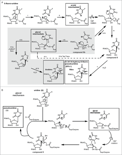 Figure 8 (See previous page). The acylal mechanism and the glycal mechanism for Ψ formation in a version modified from ref. Citation139. (A) In case of 5FU the acylal intermediate can result in compound 5 to eventually yield the 5S-6R-6-hydroxy-5-fluoro-pseudouridine found in the crystal structures. However, an equilibrium of the 5FU-acylal intermediate with an oxocarbonium intermediate (compound 5b) might open an additional gray shaded reaction manifold exclusively to 5FU. This would account for the arabino-isomer as minor product of E. coli TruB action on 5FU RNA that was discovered by Miracco and Mueller.Citation139 Pseuoduridine could be formed by the not-shaded acylal mechanism, the only difference would be the last step: The ‘F’ would be a proton that is abstracted to generate the product. (B) Miracco and Mueller proposed that pseudouridine could also be formed by a third glycal mechanism. This mechanism resembles the gray reaction manifold in a) but yield only one product in ribo conformation.