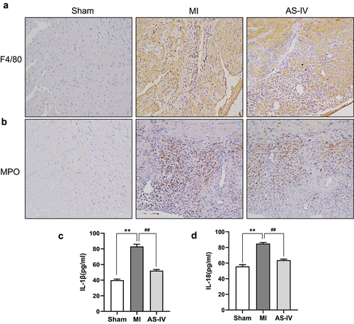 Figure 4. AS-IV alleviated inflammatory infiltration after MI.(a-b) Representative F4/80 and MPO immunohistochemical staining(magnification×200). (c-d) ELISA to evaluate the level of serum IL-1β and IL-18 in mice (n = 6 of each group). **P < 0.01 vs the sham group, ##P < 0.01 vs the MI group.