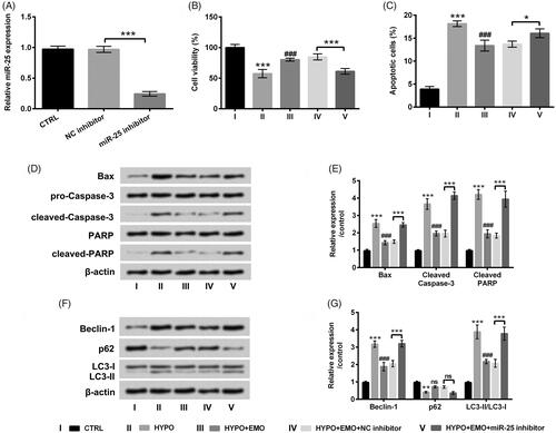 Figure 4. Suppressed miR-25 overturned the impacts of EMO on apoptosis and autophagy in hypoxia-disposed PC-12 cells. (A) After miR-25 inhibitor and its correlative control transfections, RT-qPCR essay was implemented for miR-25 expression detection. PC-12 cells were then co-disposed with hypoxia and EMO, meanwhile transfected with miR-25 inhibitor, CCK-8 and flow cytometry were implemented for (B) cell viability and (C) cell apoptosis detection. Western blot assay was executed for (D and E) Bax, pro/cleaved-Cleaved-3, PARP and cleaved-PARP and (F and G) Beclin-1, p62 and LC3-I/LC3-II protein levels assessment. The three independent experiments were conducted. *p < .05, **p < .01 and ***p < .001: HYPO group versus CTRL group or HYPO + EMO + miR-25 inhibitor versus HYPO + EMO + NC inhibitor; ###p < .001: HYPO + EMO group versus HYPO group; ns: no significant difference.