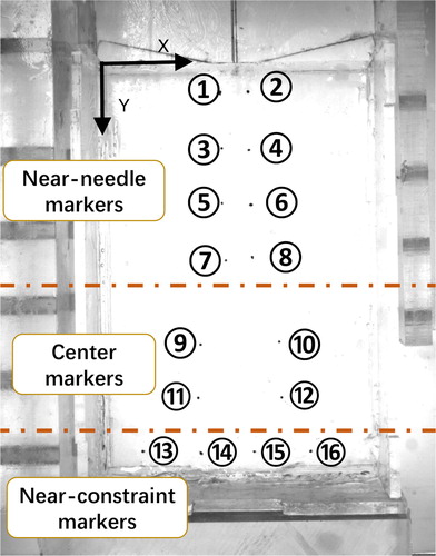 Figure 11. Markers distribution in the PVA phantom.