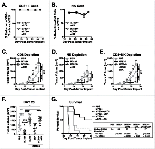 Figure 4. CD8+ T cells and NK cells are responsible for the anti-tumor efficacy of M7824. EMT6 tumor-bearing mice were treated as in Figure 1 with PBS or M7824. M7824-treated mice also underwent depletion of CD8, NK, or CD8 and NK cells. (A, B) Depletion efficiency was determined in the blood weekly by flow cytometry. Graphs show % reduction of CD8+ T cells (A) or NK cells (B) versus M7824-treated mice (set to 0%) as mean ± SD. (C, D, E) Primary tumor growth curves of mice that underwent CD8 (C), NK (D), or CD8 and NK (E) depletion show mean ± SD. (F) Graphs of tumor volumes of individual mice show mean ± SD. (G) Survival curves (inset: median OS in days) show % survival. Data represent 1 independent experiment, n = 10 mice.