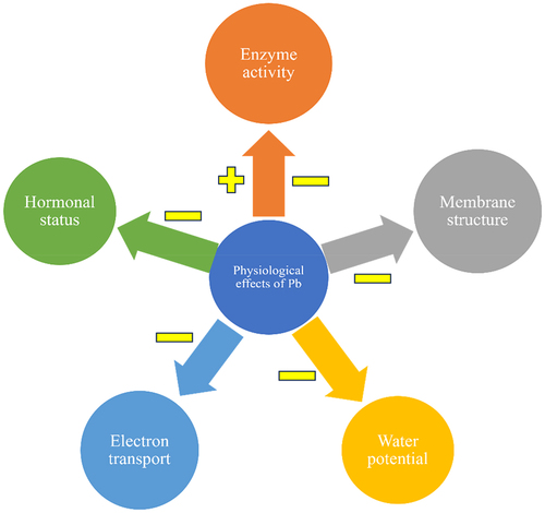 Figure 5. Overall disturbance in physiological mechanisms in plants by Pb toxicity. Here, “+” and “−” signs indicate positive and negative effects.Citation74