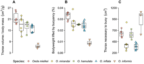 Figure 3. Oeda species’ (A) thorax volume relative to body mass; (B) buoyancy capability in their environment with the sun heating air inside the thorax; and (C) thorax volume necessary for buoyancy to overcome body weight.