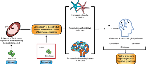 Figure 1 Two-hit hypothesis of inflammation in schizophrenia. During the gestation period of the individual, the mother presents an activation of the immune response during the gestation period, this is known as first-hit. Due to this, the individual is sensitized to a second stimulation of the immune response in later stages of development, which can be caused by stress, bacterial or virus infections, this is known as second hit. This deregulation of the immune system can lead to an increase in microglia activation, an imbalance in the release of cytokines as well as a generation of oxidative stress in the central nervous system (CNS). These conditions can lead to alterations in neurobiological pathways, such as glutamatergic, dopaminergic, and serotonergic pathways producing the characteristic symptoms of schizophrenia.
