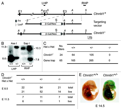 Figure 1. Targeted inactivation of Ctnnbl1 results in mid-term embryonic lethality. (A) Targeting the mouse Ctnnbl1 locus. The top line depicts the mouse Ctnnbl1 locus (three exons: E1, E2 and E3 are depicted) aligned with the targeting construct which contains a promoterless β-galactosidase/pgk-neo cassette flanked by flippase recognition sites (oval shapes) integrated into intron 2 with LoxP sites (open triangles) flanking E3. The left and right homology arms are 4.6 and 4.8 kb, respectively. Restriction endonuclease sites Ase I (A) and Sap I (S) are indicated as are the locations of the left- and right-hand probes (LHP and RHP) used for the Southern blot analysis. (B) Southern blot of tail DNA from mice carrying the targeted β-gal/neo cassette insertion into Ctnnbl1 E3 on one allele as well as controls hybridized with probes LHP and RHP. (C) Genotypes of weaned animals born to Ctnnnbl1+/− intercrosses. A similar analysis is shown for the progeny born to intercrosses of AX0016 mice that carry a gene trap insertion into the first Ctnnbl1 intron. (D) Genotypes of embryos obtained at day 8.5 or 11.5 of gestation from Ctnnnbl1+/− intercrosses. (E) Broad expression of the Ctnnbl1 locus as revealed by staining of a day 14.5 Ctnnnbl1+/− embryo for β-galactosidase activity.