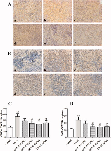 Figure 7. Effects of QLY granules on the expression of CXCL12/CXCR4 in spleen of AA rats. Expression of CXCL12 and CXCR4 level in spleen of AA rats. Representative immunohistochemical analyses of (A) CXCL12 and (B) CXCR4 expression in spleens, illustrating alterations in spleens of each group of rats (magnification, ×400). a: normal; b: model; c: QLY granules (1.35 g/kg); d: QLY granules (2.70 g/kg); e: QLY granules (5.40 g/kg); f: TG (10 mg/kg). Optical density value (ODV) of (C) CXCL12 and (D) CXCR4 in spleens markedly decreased in rats with AA following the administration of QLY granules and TG. Data are expressed as the mean ± SD, with 5 animals in each group. **p < 0.01 vs. normal, #p < 0.05 vs. model.