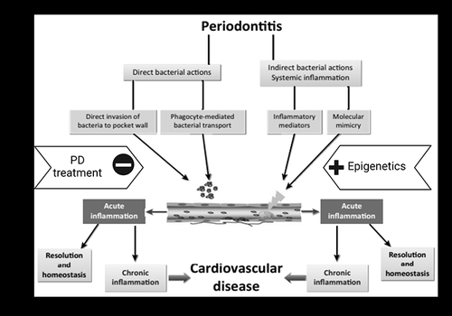Figure 1 A summary of how different periodontitis-related factors contribute to cardiovascular disease risk.