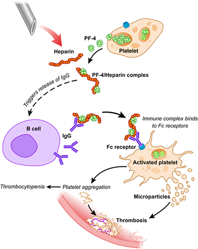 Figure 6 Heparin-induced thrombocytopenia pathogenicity.