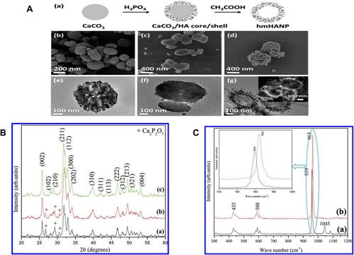 Figure 4 Hydroxyapatite nanomaterials characterization (A) (a) An illustration indicating the synthetic process of hollow mesoporous hydroxyapatite nanoparticles (hmHANP). SEM images of (b) CaCO3 nanoparticles, (c) CaCO3/HA core/shell nanocomposites, (d) hmHANP; TEM images of (e) CaCO3 nanoparticles, (f) CaCO3/HA core/shell nanocomposites, (g) hmHANP (inset: dark-field STEM image). Figure A republished with permission of Royal Society of Chemistry, from: Yang YH, Liu CH, Liang YH, Lin FH, Wu KCW. Hollow mesoporous hydroxyapatite nanoparticles (hmHANPs) with enhanced drug loading and pH-responsive release properties for intracellular drug delivery. J Mater Chem B. 2013;1:2447–2450.,Citation68 copyright © 2013 Royal Society of Chemistry; permission conveyed through Copyright Clearance Center, Inc. (B) XRD pattern of HA-NMs synthesized by hydrothermal treatment at 180 °C for (a) 12, (b) 24, and (c) 48 h. (C) Raman spectra of nanodisks (a) and nanorings (b). Inset shows the deviation of the specific peak. Figures B and C reprinted with permission from the American Chemical Society, from: Nathanael AJ, Hong SI, Mangalaraj D, Ponpandian N, Chen PC. Template-free growth of novel hydroxyapatite nanorings: formation mechanism and their enhanced functional properties. Cryst Growth Des. 2012;12:3565–3574.Citation64 Copyright © 2012 American Chemical Society.