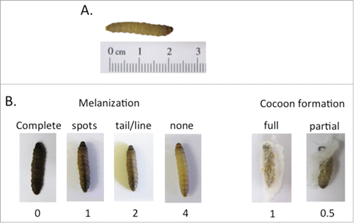 Figure 1. Photographic images of G. mellonella larvae. A: Image of a healthy G. mellonella last instar larvae with a typical creamy color and a size of 2 to 2.5 cm. B: Images of infected larvae showing different stages of disease. Melanization, which comprises the synthesis and deposition of melanin to encapsulate pathogens at the wound site followed by hemolymph coagulation and opsonization typically starts with distinctive black spots on the cream colored larvae (third image from left). Complete melanization (black larvae, left image) correlates with death of the larvae soon after. A decrease in cocoon formation can also be used as a marker for disease in G. mellonella larvae (right image) The numbers on the bottom of Fig. 1B are the health index scores (see also Table 2).