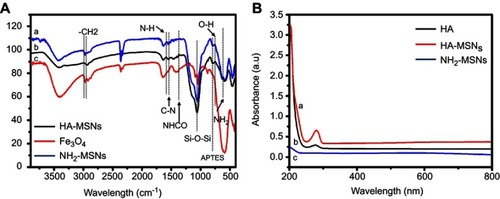 Figure 1 (A) FTIR spectra of (A) HA-MSNs, (B) NH2-MSNs and (C) Fe3O4. (B) UV-Vis absorbance of (A) HA-MSNS, (B) HA, (C) NH2-MSNs.