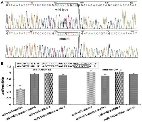 Figure 8 Sequencing results of pMIR-Report ANGPT2 3ʹUTR plasmid and luciferase-reporter gene assay. (A) Sequencing results of pMIR-Report ANGPT2 3ʹUTR plasmid. (B) Luciferase-reporter gene assay. Construction of carrier miR145-reporter ANGPT2 3ʹUTR wild-type and mutant recombinant plasmid (pMIR-Report Ang2 3ʹUTR WT, pMIR-Report ANGPT2 3ʹUTR mut) and miRNA mimics for cotransfecting RAECs. Posttransfection activity was detected by dual luciferase–reporter gene assay. **P<0.001 (n=4 each).