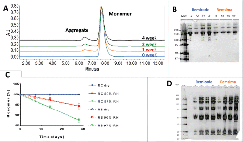 Figure 2. Characterization of protein aggregation in stressed samples. A. Representative SEC chromatograms of infliximab following 97% RH/40°C incubation for 0, 1, 2 and 4 weeks. B. SDS PAGE of Remicade® and Remsima™ samples stressed for 4 weeks at 0 (dry), 50, 75 and 97% RH. C. Kinetics of monomer loss at various humidity for Remicade® (solid) and Remsima™ (dashed) as detected by SEC (n = 4 ± SEM). D. Reducing SDS PAGE gel of Remicade® and Remsima™ humidity stressed samples for 4 weeks at 0 (dry), 50, 75 and 97% RH. Molecular weights (MW) are annotated on the ladder in kDa.