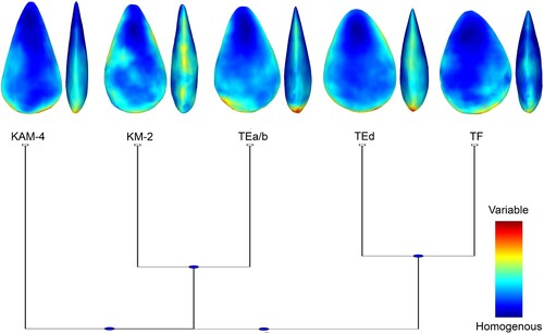 Figure 8. Cluster analysis showing the relative similarity of the five assemblages as well as their mean shapes and the location of intra-assemblage variation.